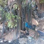 Cameroun : 02 civils tués et 01 terroriste neutralisé lors d’un raid de Boko Haram